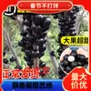 Uma peça de Dropshipping Quatro Estações Jiabao Fruit Tree Mudas de Frutas Sabah Escar Tree Mudas de Uva Árvore Frutífera Pátio Precioso Norte e Sul
