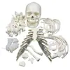 Modelo de Esqueleto Humano Hueso Suelto 170cm Adulto Esqueleto Médico Hueso de Masaje Modelo de Cuidado Óseo