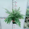 Samambaia Pendente Folha Longa Overlord Fern Planta para Sala de Estar Estudo Escritório em Vaso Purifica o Ar e Absorve Formaldeído e é Fácil de Manter