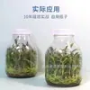 Suministro de Matraz de Cultivo para Cultivo de Tejidos, Matraz de Cordyceps, Matraz para Plántulas, Cultivo de Planta Dendrobium, Botella de Vidrio Resistente a Altas Temperaturas