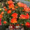 Planta de Maceta Balcón de Jugo Rosa con Flores y Capullos para Balcón y Jardín, Planta de Floración Grande, Planta de Rosa de Floración Reblooming
