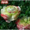Bulbos de Ranúnculo, bulbos de Peônia, Peônias de flor dobrada, plantas fáceis de cultivar e resistentes para todas as estações, mudas de flores em vasos