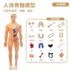 Modelo de Esqueleto de Estructura del Cuerpo Humano Transfronterizo Esqueleto 3D Órgano Desmontable Ensamblado Anatomía Médica Juguete Cognitivo para Niños
