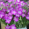 Sementes de Centáurea Perene no Atacado de Várias Regiões, Sementes de Dianthus Multicolores, Flores Medicinais, Flores de Trigo Gigantes, Sementes para Jardinagem