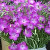 180 Variedades de Sementes de Flores Não Repetitivas, Fáceis de Cultivar em Todas as Estações, Podem Afastar Mosquitos, Adequadas para Varandas Internas e Externas, Distribuição Transfronteiriça