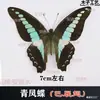 No al por mayor accesorios de fotografía especímenes de mariposa jardín de infantes alas extendidas estado insecto real mariposas mixtas enseñanza mariposas originales colección