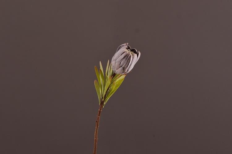 4-4黑黄色帝王花22寸小.jpg