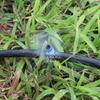 Aspersor de Inmersión de Círculo Completo de Agua de Manantial con Tapa Azul de 28 cm y Doble Gancho, Cabeza de Hongo Ajustable y de Cierre, Riego por Goteo de Microaspersión para Árboles Frutales