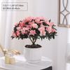 Planta de Azalea en Maceta con Capullos de Flor, Planta Grande Madura, Florece Todo el Año, Adecuada para Balcón y Visualización en Interiores, Planta Perenne Verde
