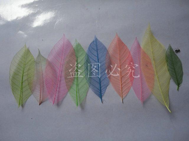 A027橡胶叶脉(5)