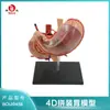 Boyou Modelo 4D do Estômago Humano Anatomia do Estômago Humano Modelo de Anatomia Humana Estrutura de Órgãos Humanos Molde de Ensino Intuitivo