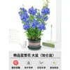 Sementes de Flores em Vasos Floco de Neve Azul Florescem em Todas as Estações, Plantas Trepadeiras Ornamentais para Jardim de Varanda, Resistentes ao Calor e Fáceis de Cuidar, Flocos de Neve Brancos