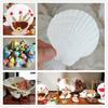 Concha de Abanico Blanca Grande Natural Caracol Pequeño Hecho a Mano diy Pintura Creativa Barbacoa Pecera Cangrejo Ermitaño Concha
