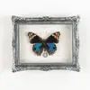 Especimen de Insecto Mariposa Real Natural en un Marco, Imán para Nevera, Decoración para el Hogar, Regalo para Amigos y Mejores Amigos