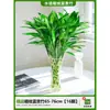 Planta de Bambú Hidropónico Rica para Sala de Estar, Bambú Grueso Atractor de Fortuna en Cultivo de Agua, Planta Verde de Crecimiento Ascendente para Escritorio de Oficina Interior, Bambú de la Fortuna en Maceta
