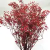 Pacote de Material DIY Flor Eterna 1g Gradiente Cabeça Grande Mosquitinho Estrela Milionária Buquê de Flores Secas Flor Eterna Flor Real
