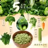 Cinco Verduras Fideos Instantáneos Tienda Oficial Insignia Deliciosos, Saludables y Nutritivos No Fritos Sustituto de Comida Ligera Caja Completa Venta al por Mayor