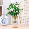 Planta Verde Interior Planta en Maceta Árbol del Dinero Oficina Hidropónico Planta Verde Pequeña Flor Potos Planta Hidropónica de Escritorio