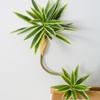 Simulado lírio bambu 2 lírio bambu paisagismo plantas sentir cola arte floral Phnom Penh decoração de folha de bambu vasos de plantas plantas verdes