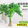 Escama de Dragón Pluma de Primavera Plantas Hidropónicas Ave del Paraíso Sala de Estar Rábano Verde Flores en Maceta Cultivo en Agua Bambú de la Suerte Bambú de Espalda de Tortuga Absorber Formaldehído