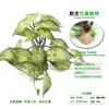Adornos de Plantas para Reptiles, Caja de Cría, Paisajismo, Plantas Verdes, Plantas Acuáticas Simuladas, Decoración para Acuario, Mimbre de Plástico con Base