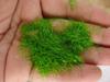 Suministro transfronterizo Hierba musgo verde simulación Rocalla de musgo Árbol artificial Polvo de planta verde Micro paisajismo DIY Musgo de nailon en polvo