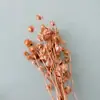 Linterna de Flor Eterna Fruta en stock para venta al por mayor, fruta de gelatina, flor de campanilla de viento, decoración de hotel y casa de huéspedes, arreglos florales, materiales florales para bodas