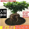 Mudas de Bonsai de Tronco de Árvore Perene de Quatro Estações Plantas de Interior Ginseng Banyan Ficus de Folha Pequena Árvore em Vaso Novo Trigo Artificial Resistente ao Frio Taibo