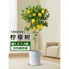 Planta de Limoeiro em Vaso com Frutos, Planta Verde Comestível, Grande para Sala de Estar Interna Varanda, Planta de Floração Quatro Estações, Fácil de Manter