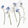 Com ramos miosótis flores secas atacado em relevo DIY artesanal pingando cola moldura de foto infantil adesivos nail art miosótis material de grama