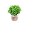 Planta en Maceta Flor de Milán, Planta de Interior con Flores y Capullos, Planta Verde Repelente de Mosquitos, Bonsái de Tocón Viejo, Planta de Floración Cuatro Estaciones, Fragante y Fácil de Cuidar