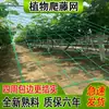 Red de escalada para plantas, invernadero, pepino, fruta, lufa, bálsamo, pera, rosa, vid, red de plantación trepadora, red de jardinería para balcones