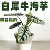 Rinoceronte Blanco Lirio de Calas Plantas en Maceta en la Sala de Estar y Escritorio de Oficina Plantas Verdes para Alimentar Durante Todo el Año Plantas Tropicales Populares y Florales
