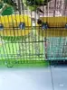 Parafusos de Fixação Parafusos de Fixação para Gaiola de Criação de Ninho de Pássaro Acessórios de Instalação de Parafusos para Gaiola de Ninho de Pássaro Arruelas Planas Ampliadas Porcas