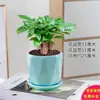 Planta Vaso Árvore do Dinheiro Sala de Estar Interna Planta Verde Pequeno Bonsai Perene Escritório Fácil de Cultivar Pequenas Flores em Vaso o Ano Todo