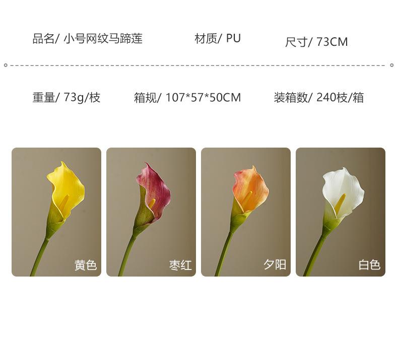 小号网纹马蹄莲_06.jpg
