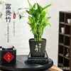 Planta de Vaso Bambu Lótus Festival das Flores Jie Jie Gao Desktop Hidropônico Planta Verde Fácil de Cuidar Bambu Wenchang Bambu Rico Sala de Estar Planta de Interior
