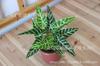 Acessórios artificiais da parede da planta da folha do pavão que projetam a decoração verde da paisagem Wannianqing a folha pequena do taro da rosa verde da decoração dos bonsais
