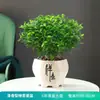 Repelente de Mosquitos, Madera de Pimienta Fragante, Plantas Verdes de Interior en Maceta, Fácil de Cultivar, Absorbe Formaldehído, Plántulas de Flor Jiuli Xiang, Cultivo en Agua