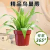 Helecho de Hierro Plantas Hidropónicas Purifican el Aire, Helechos Criados en Agua Tolerantes a la Sombra, Flores de Follaje de Interior Fáciles de Cultivar Qinqiao