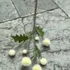 Fábrica de plantas verdes de simulación Hoja Dachinan Hoja de Ficus de caparazón de tortuga Hoja de Magnolia Hoja persa Paisaje de selva Jardín Planta verde al por mayor