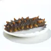Pepino do Mar de Dalian, Pepino do Mar de Liaoning Pronto para Comer, Mastigável e Firme, Congelado Fresco, Pepino do Mar Pronto para Comer, Distribuição Atacadista