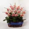 Planta de Phalaenopsis en Maceta con Vara Floral y Capullo Floral Flor Otoño e Invierno Orquídea para Sala de Estar Plántula Grande Planta de Interior Fácil de Mantener en Todas las Estaciones