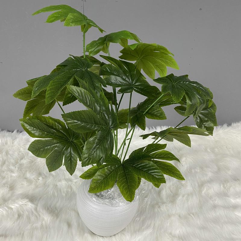 八角金盘 主图2.JPG