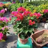 Buganvília em seu Vaso e Terra Originais, Planta de Vaso Púrpura de Yunnan, Florindo em Todas as Estações, Fácil de Manter para Varanda e Jardim