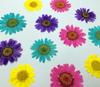 Crisantemo de Cristal Blanco Natural Flor Real Margarita Girasol Espécimen Repujado Pegamento Repujado Flor Seca Planta Enseñanza Flor Seca