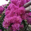 Nova Variedade de Buganvília de Flor Dupla Planta Vaso Rosa para Varanda e Pátio, Floresce em Todas as Estações, Base Fujian