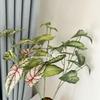 Hojas de Taro Coloridas Impresas en 3D Flores Artificiales, Materiales de Hojas Estilo Bosque para Decoración de Bodas, Plantas Verdes Artificiales, Hojas de Taro Coloridas de Rama Alta, Hojas de Lirio de Calas