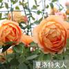 Mudas de Rosas, Roseiras de Flores Médias e Grandes, Rosas Trepadeiras, Mudas de Rosas de Floração Quatro Estações, Rosas de Solo Original