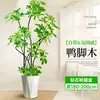 Forma Pie de Pato Madera Sala de Estar Maceta Grande Planta Verde Interior Sala de Estar Grande de Pie Flor Real Pila Vieja Pie de Pato Madera